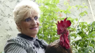 Умер петух, выигравший суд во Франции