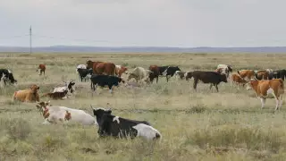 5 тысяч голов скота отобрали у жителей Павлодарской области