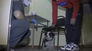 "Глаза собаки забыть невозможно". Живодеров поймали с поличным в СКО