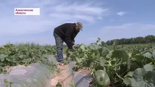 Фермеры вынуждены скармливать урожай скоту в Алматинской области