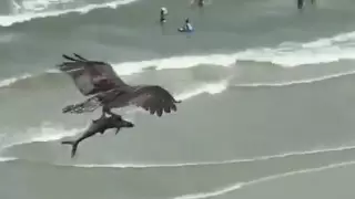 Видео охоты птицы на акулу удивило пользователей Сети