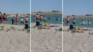 Еще одного тюленя забили палками в Мангистау