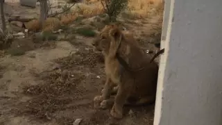 Львенку Симбе из Актау нашли новый дом