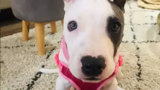 Ветеринар из США выходила умирающего от столбняка щенка и оставила его себе