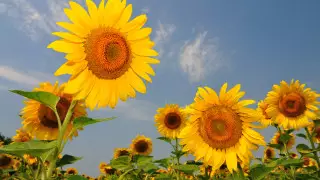 43-градусная жара ожидается в Казахстане