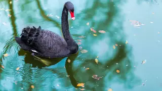 Редкие и маловероятные события научились предсказывать ученые в США