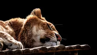 Фото мертвой львицы из алматинского зоопарка шокировало пользователей сети