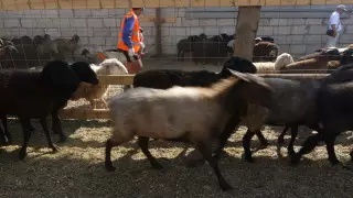 Посты на въездах в Алматы установят на Курбан-айт