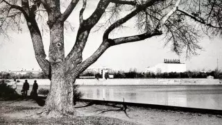 Дереву в Нур-Султане предложили придать особый статус