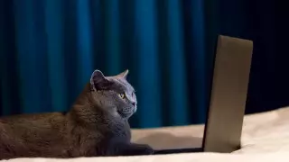 "Мяу"-атаку зафиксировали в казахстанском сегменте Интернета