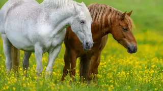 Древние жители Британии питались внутренними органами лошадей