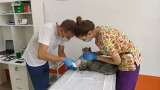 "Сняли маски, чтобы пообедать". На 600 000 тенге оштрафовали ветеринара в Костанае