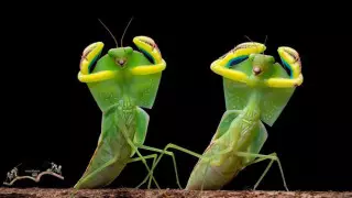 "Артист, бодибилдеры и танцоры". Фотограф делает забавные снимки богомолов