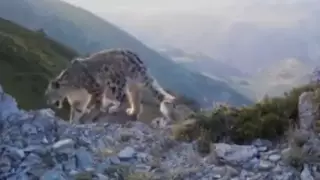 Снежного барса сняли на видео в горах Казахстана
