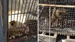 "Они погибают". Содержанием цирковых животных возмутились жители СКО