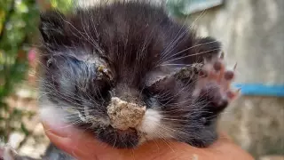 Полиция ищет живодеров, заклеивших глаза и рот котенку в Алматы