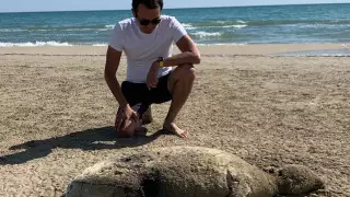 Убитого тюленя нашли на побережье Каспия