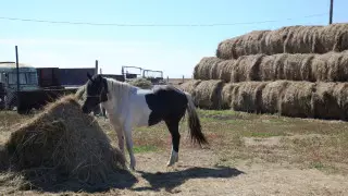 Что такое агротуризм и почему это перспективно в Казахстане