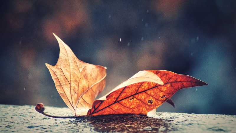 Фото:elements.envato.com