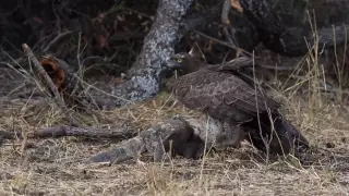 Смертельную схватку орла и варана сняли на видео