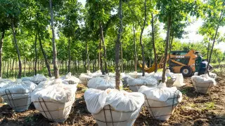 В Нур-Султане вдвое увеличили компенсационную посадку при вырубке деревьев