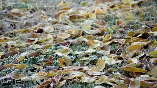 Заморозки ожидаются в Алматинской области