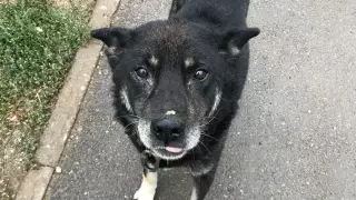 СМИ сообщили подробности изнасилования собак в "Астана Ветсервисе"