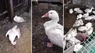 Насколько опасен птичий грипп для человека, ответили в Минздраве