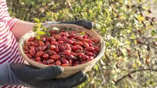 Защита от коронавируса и гриппа: топ-4 полезных и доступных продукта