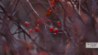 Прогноз погоды на 26 сентября: ожидаются дождь и заморозки