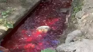 Река стала ярко-красной под Алматы