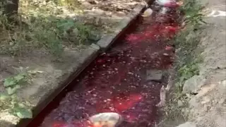 Слили кровь в реку: алматинцы требуют наказать нарушителей