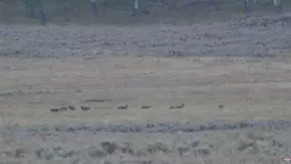 Схватка стаи волков с медведем гризли попала на видео