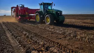 Способ избежать сезонного роста цен на картофель нашли  в Павлодарской области