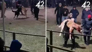 Жестокие собачьи бои сняли на видео в Алматинской области