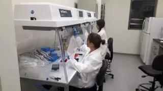 Когда точно исчезают антитела у переболевших коронавирусом, сообщили ученые