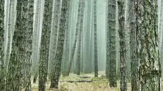 Элитный парк-отель в СКО обвинили в халатном отношении к деревьям