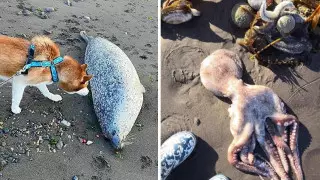 Камчаткадағы экологиялық апат: теңіз жануарларының жаппай қырылуына не себеп болды?