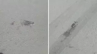 Причину гибели воробьев в Экибастузе установить не удалось