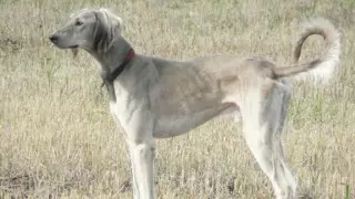 "Сиыр қарнын беремін". Тазыны қалай баптау керек?