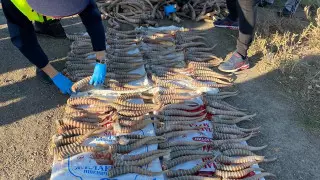 За 632 рога сайгака жителю ЗКО грозит 12 лет тюрьмы