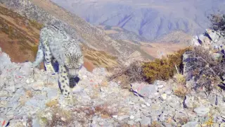 Редкие кадры снежного барса сняли в Аксу-Жабаглы