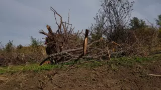 В Алматы ради коттеджей рубят сады с редким апортом