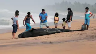 Более 100 китов выбросились на берег в Шри-Ланке