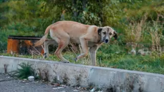 "Ужесточение" отлова животных в Нур-Султане объяснил акимат