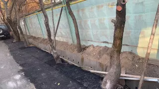 Деревья вновь закатали в асфальт в Алматы