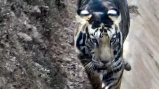 Редкого черного тигра сфотографировали в Индии