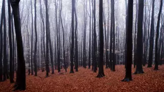 Бродивший по лесу грибник сделал удивительную 3300-летнюю археологическую находку