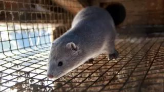 Приказ уничтожить всех норок признали ошибкой в Дании