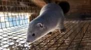 Приказ уничтожить всех норок признали ошибкой в Дании